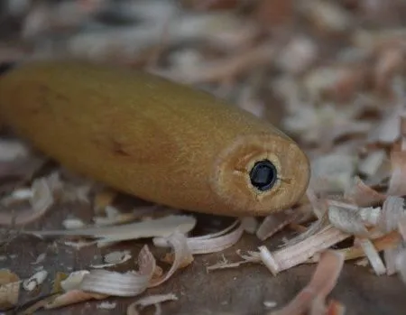 Нож Morakniv Morakniv Wood Сarving 120, 14028 Нож Morakniv Morakniv Wood Сarving 120, 14028